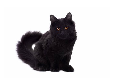 Beyaz üzerine siyah Maine Coon kedi