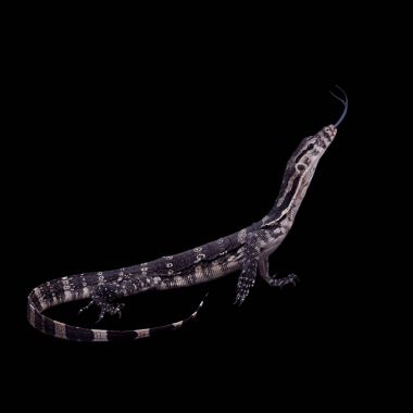 Timor monitör kertenkele, siyah Varanus timorensis