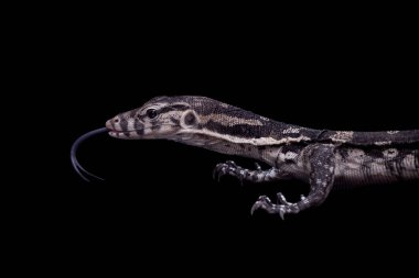 Timor monitör kertenkele, siyah Varanus timorensis