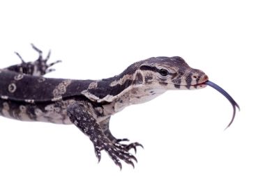 Timor monitör kertenkele, beyaz üzerine Varanus timorensis