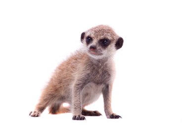 Çöl faresi veya suricate yavru, 2 ay beyaz eski,