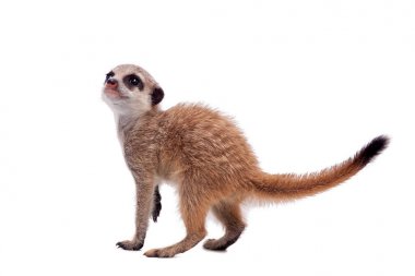 Çöl faresi veya suricate yavru, 2 ay beyaz eski,