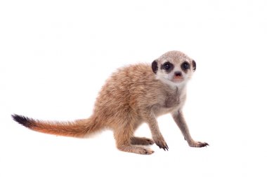 Çöl faresi veya suricate yavru, 2 ay beyaz eski,