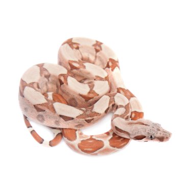 Beyaz arka plan üzerinde ortak boa