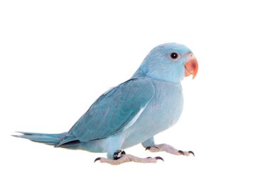 Beyaz gül halkalı veya halka boyunlu muhabbet kuşu