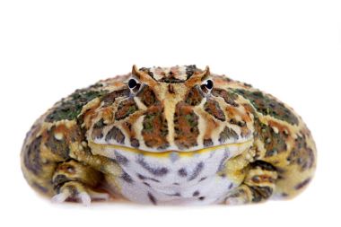 Cranwells boynuzlu kurbağa üzerinde beyaz izole