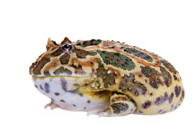 Cranwells boynuzlu kurbağa üzerinde beyaz izole