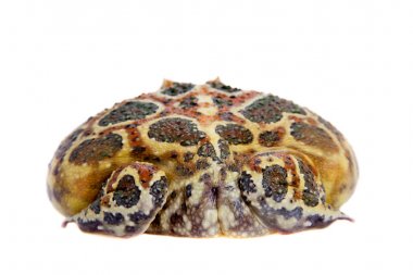 Cranwells boynuzlu kurbağa üzerinde beyaz izole