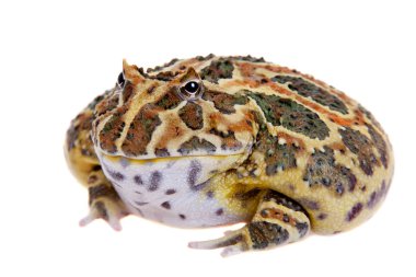 Cranwells boynuzlu kurbağa üzerinde beyaz izole