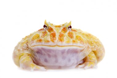 Cranwells boynuzlu kurbağa üzerinde beyaz izole