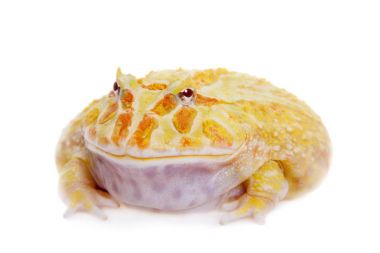 Cranwells boynuzlu kurbağa üzerinde beyaz izole