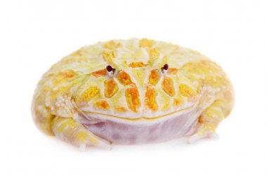 Cranwells boynuzlu kurbağa üzerinde beyaz izole