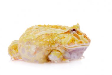 Cranwells boynuzlu kurbağa üzerinde beyaz izole