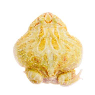 Cranwells boynuzlu kurbağa üzerinde beyaz izole