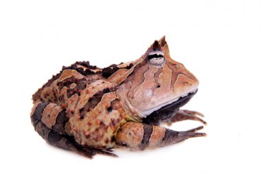 Beyaz izole Surinam boynuzlu kurbağa