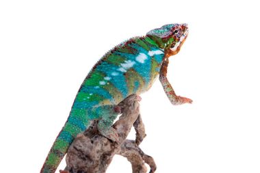 Panter bukalemun, Furcifer pardalis beyaz