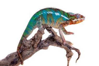 Panter bukalemun, Furcifer pardalis beyaz