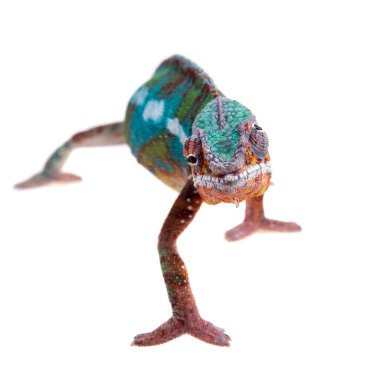 Panter bukalemun, Furcifer pardalis beyaz