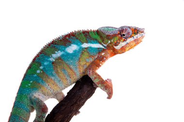Panter bukalemun, Furcifer pardalis beyaz