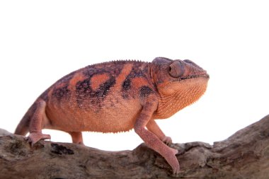 Panter bukalemun, Furcifer pardalis beyaz