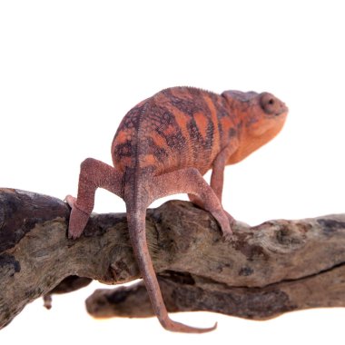 Panter bukalemun, Furcifer pardalis beyaz