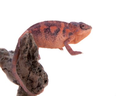 Panter bukalemun, Furcifer pardalis beyaz