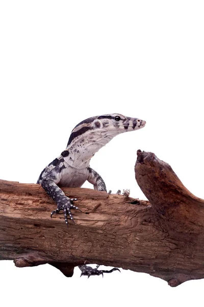 Timor Monitor Lizard, Varanus timorensis, su bianco — Foto Stock