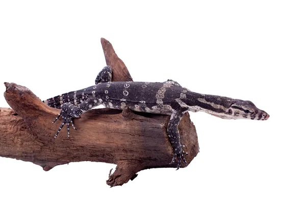 Timor Monitor Lizard, Varanus timorensis, на белом — стоковое фото