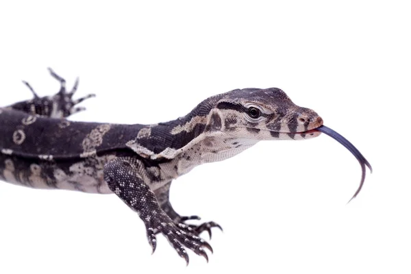 Timor Monitor ještěrka, Varanus timorensis, na bílém pozadí — Stock fotografie