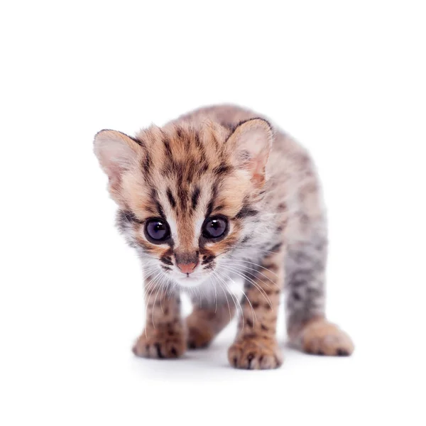Asian leopard katten på vit — Stockfoto