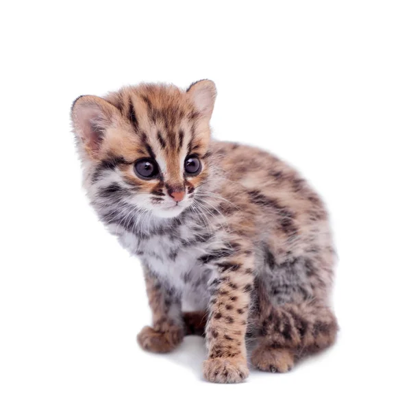 El asiático leopardo gato en blanco —  Fotos de Stock