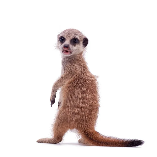 O filhote meerkat ou suricado, 2 meses, em branco — Fotografia de Stock