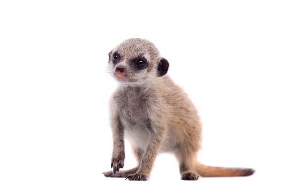 Meerkat eller suricate cub, 2 månader gammal, på vitt — Stockfoto