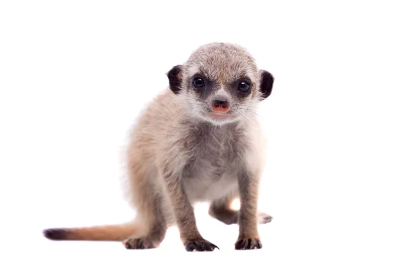 Surikata nebo suricate cub, 2 měsíce staré, na bílém pozadí — Stock fotografie