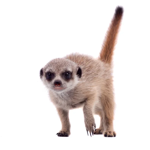 De meerkat of suricate welp, 2 maand oude, op wit — Stockfoto