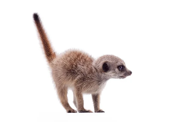 Η meerkat ή suricate cub, 2 μηνών, σε λευκό — Φωτογραφία Αρχείου