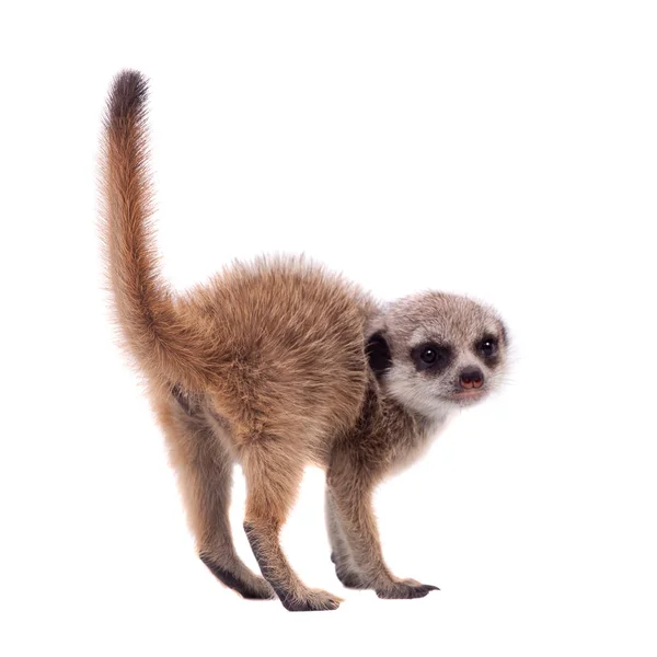 The meerkat or suricate cub, 2 month old, on white — Stock Photo, Image