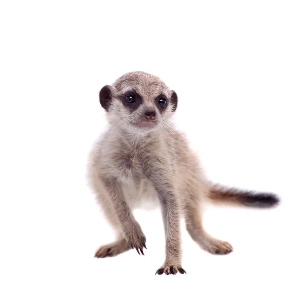 Meerkat lub suricate cub, 2 miesiąca życia, biały — Zdjęcie stockowe
