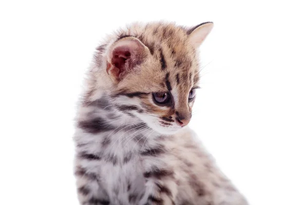 The asian leopard cat on white — Stock Photo, Image