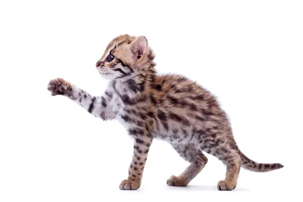 The asian leopard cat on white — Stock Photo, Image