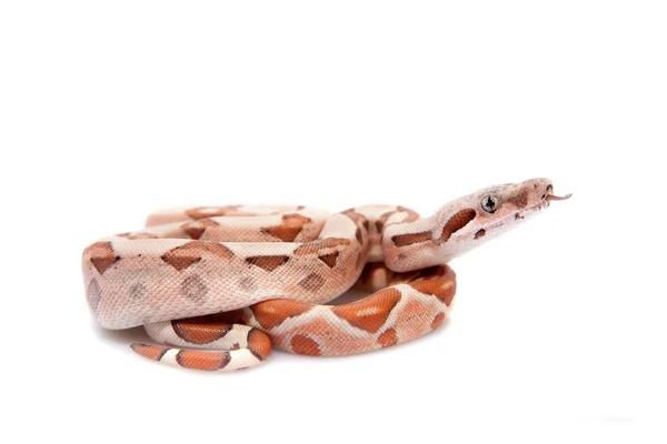 白色背景上常见的蟒蛇 — 图库照片