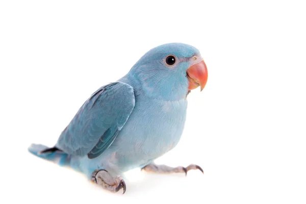 Az örvös vagy gyűrű nyakú papagáj, fehér — Stock Fotó
