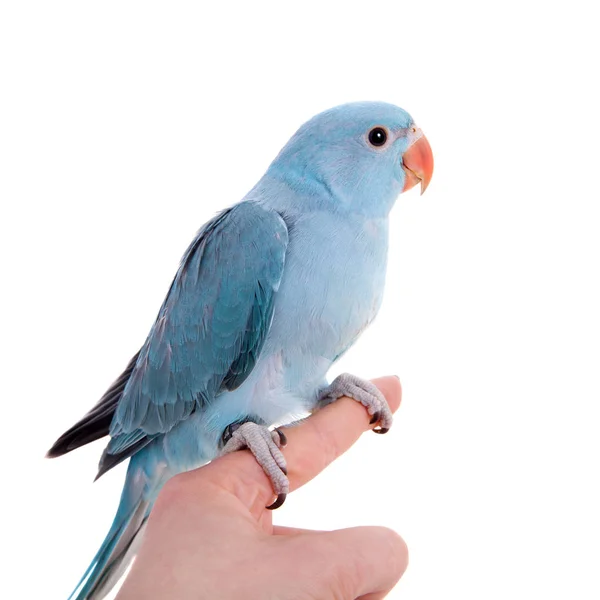 The rose-ringed or ring-necked parakeet on white — Stock Photo, Image