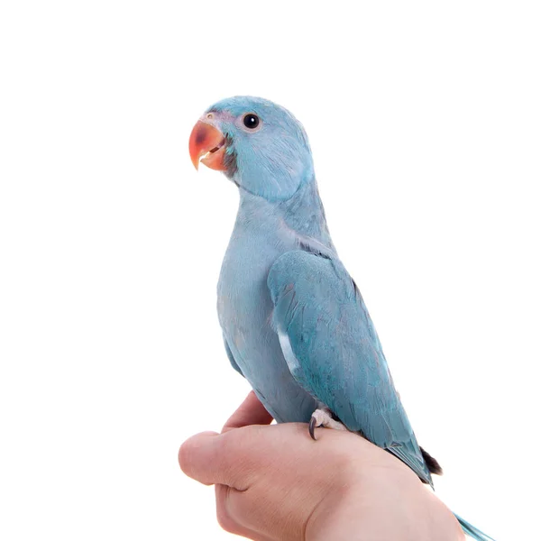 Az örvös vagy gyűrű nyakú papagáj, fehér — Stock Fotó