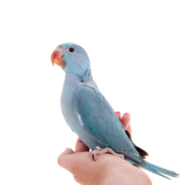 The rose-ringed or ring-necked parakeet on white — Stock Photo, Image