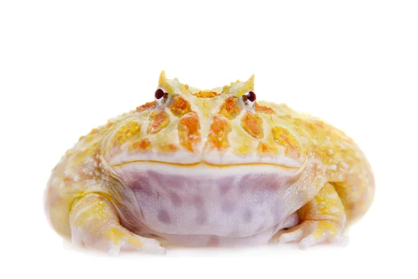 Kraniche gehörnter Frosch isoliert auf weiß — Stockfoto