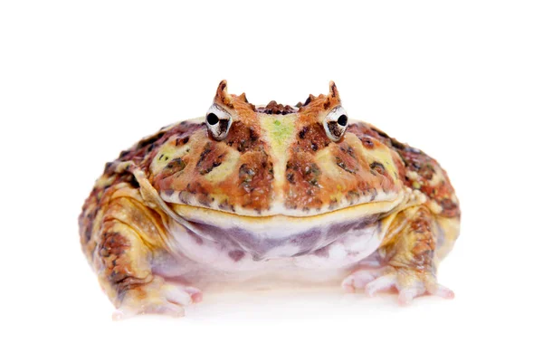 Cranwells 角的蛙上白色孤立 — 图库照片