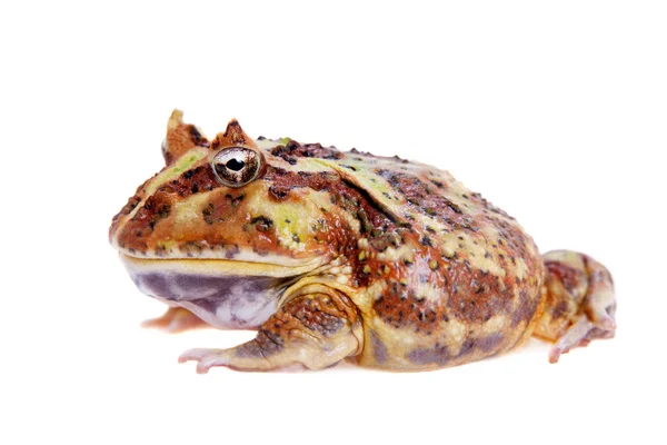 Cranwells rohatá žába izolovaných na bílém — Stock fotografie