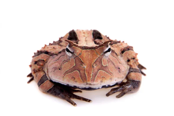 De Surinaamse Ceratophrys aurita geïsoleerd op wit — Stockfoto