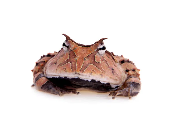 The Surinam horned frog isolated on white — Stock Photo, Image